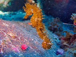 Thalassa Buceo - Los Abrigos