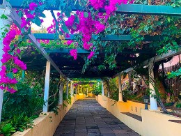 Café Orquídea - Puerto de la Cruz