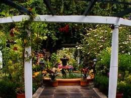 Café Orquídea - Puerto de la Cruz