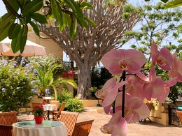 Café Orquídea - Puerto de la Cruz