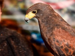 Castillo San Miguel - San Miguel de Abona
