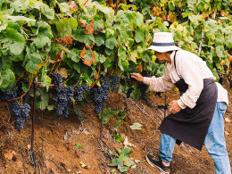 Bodegas Tajinaste - La Orotava