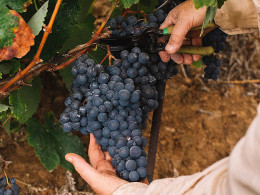 Bodegas Tajinaste - La Orotava