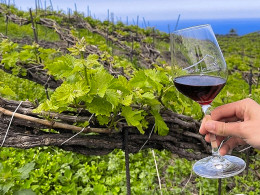 Bodegas Tajinaste - La Orotava