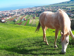 Centro Hípico Las Riendas - La Laguna