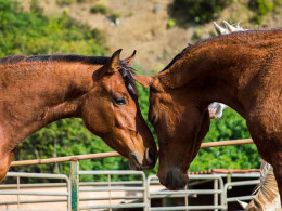 Centro Hípico Las Riendas - La Laguna