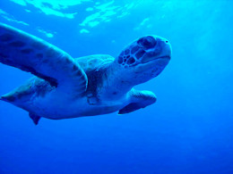 Squatina Sub - San Andrés