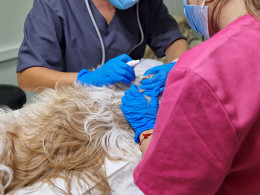 Clínica Veterinaria Tacoronte - Tacoronte