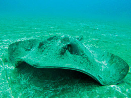 Deep Divers Center - Palm Mar