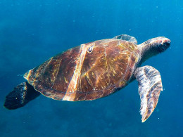 Deep Divers Center - Palm Mar