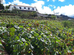 La Viña - La Orotava