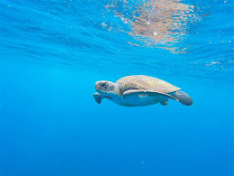 La Morena Diving Tenerife - Las Galletas 