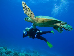 La Morena Diving Tenerife - Las Galletas 