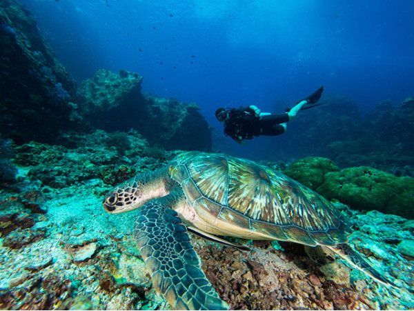 La Morena Diving Tenerife - Las Galletas 