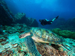 La Morena Diving Tenerife - Las Galletas 