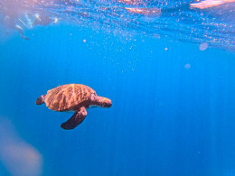 Adventure Time - Palm-Mar