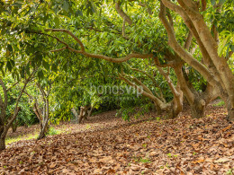 Guarida del Pirata - Los Realejos