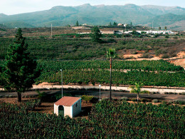 Bodegas Reverón - Vilaflor