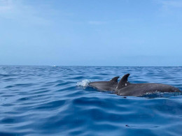 Excursión guiada en kayak + snorkel en Los Cristianos