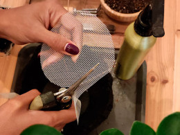 Tallitos Green - La Laguna