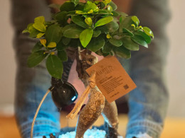 Tallitos Green - La Laguna