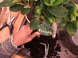 Tallitos Green - La Laguna