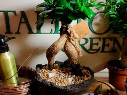 Tallitos Green - La Laguna