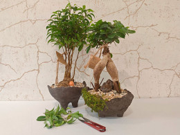 Tallitos Green - La Laguna