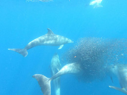 Mana Kayak - Los Cristianos