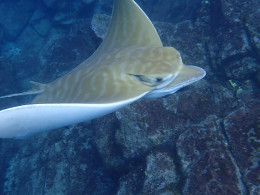 Mana Kayak - Los Cristianos