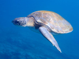 Mana Kayak - Los Cristianos