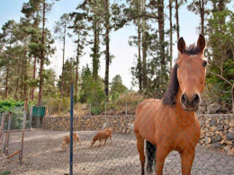 Finca Aurora Ecorural - Icod de los Vinos