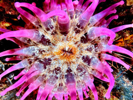 Iniciación al buceo o Curso de Open Water con certificado internacional 