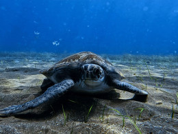 Iniciación al buceo o Curso de Open Water con certificado internacional 
