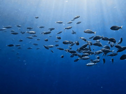 Iniciación al buceo o Curso de Open Water con certificado internacional 