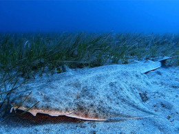 Iniciación al buceo o Curso de Open Water con certificado internacional 
