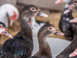 Finca Tres Roques - Vilaflor