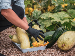 Finca Tres Roques - Vilaflor