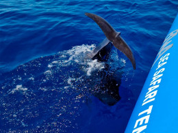 Sea Safari Tenerife - Playa las Américas