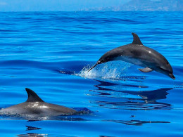 Excursión en barco con avistamiento de cetáceos + picoteo 