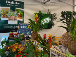 Vitakoke: Taller de Kokedamas con vino o cerveza + picoteo 