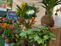 Vitakoke: Taller de Kokedamas con vino o cerveza + picoteo 