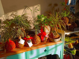 Vitakoke: Taller de Kokedamas con vino o cerveza + picoteo 