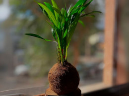 Vitakoke: Taller de Kokedamas con vino o cerveza + picoteo 