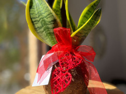 Vitakoke: Taller de Kokedamas con vino o cerveza + picoteo 