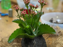 Vitakoke: Taller de Kokedamas con vino o cerveza + picoteo 