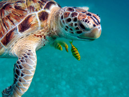 Tourismile - Tenerife