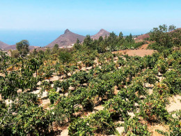 Bodegas Reverón - Vilaflor