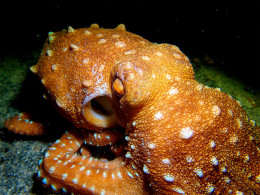 Scuba Point Diving Tenerife
