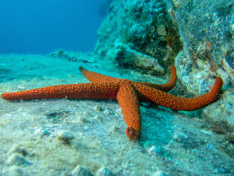 Scuba Point Diving Tenerife